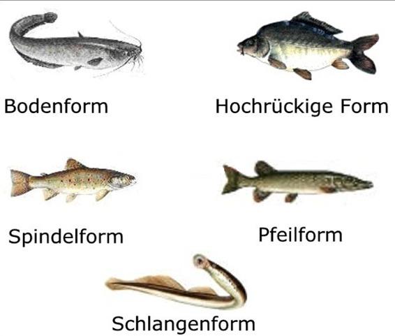 Körperform der Fische